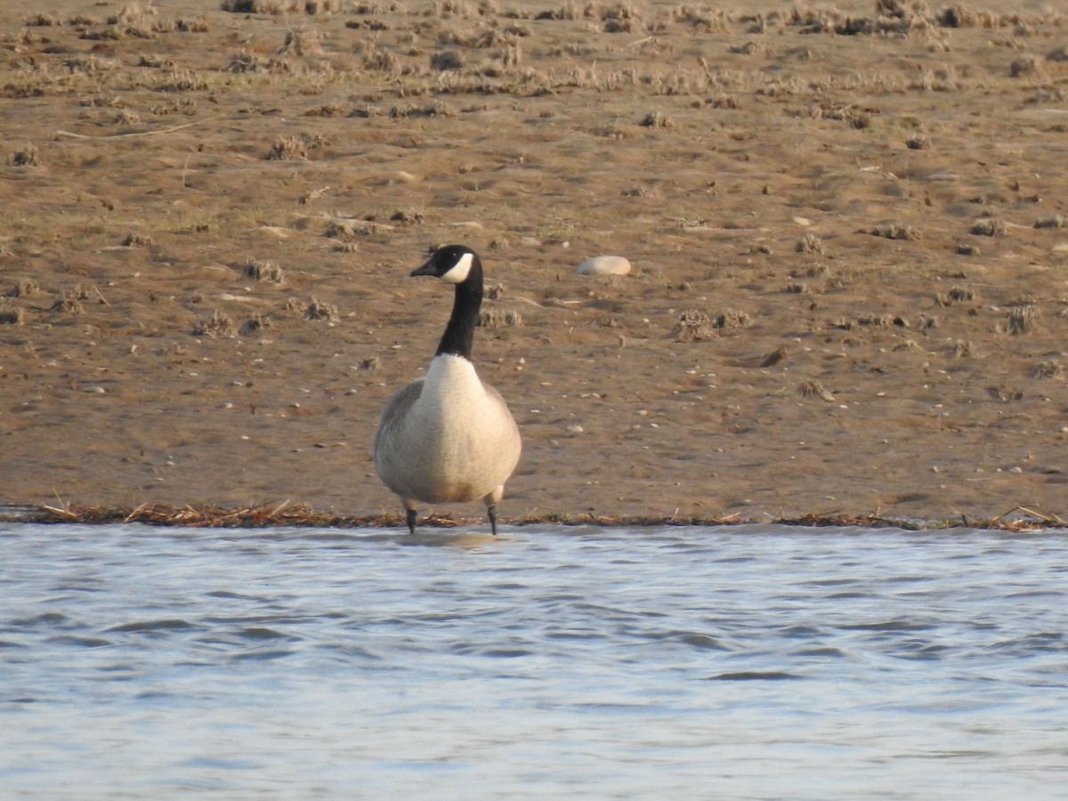 eBird Checklist 6 Mar 2020 Turlock Lakecounty fishing access 19
