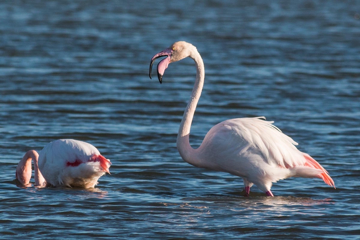 Greater Flamingo - Pedro Nicolau
