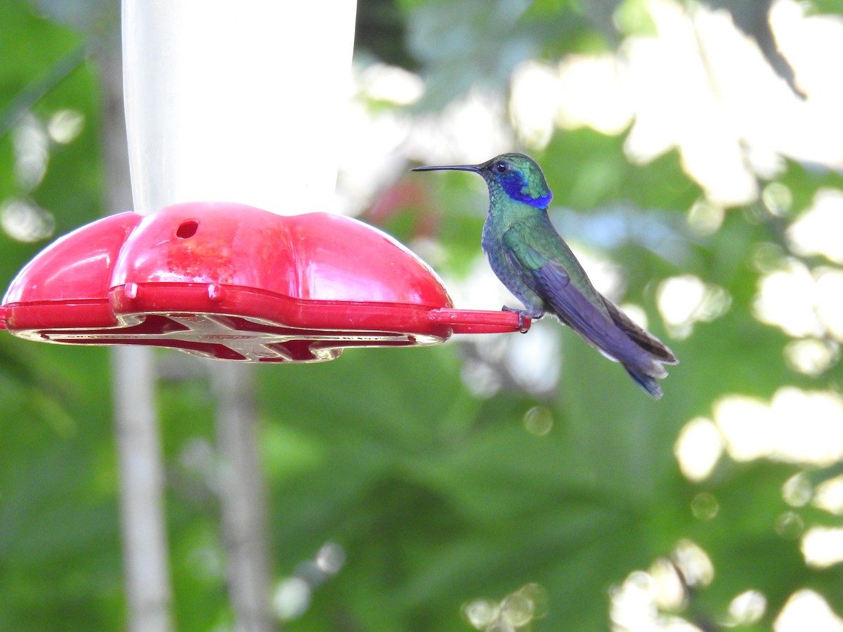 kolibřík modrouchý - ML214018741
