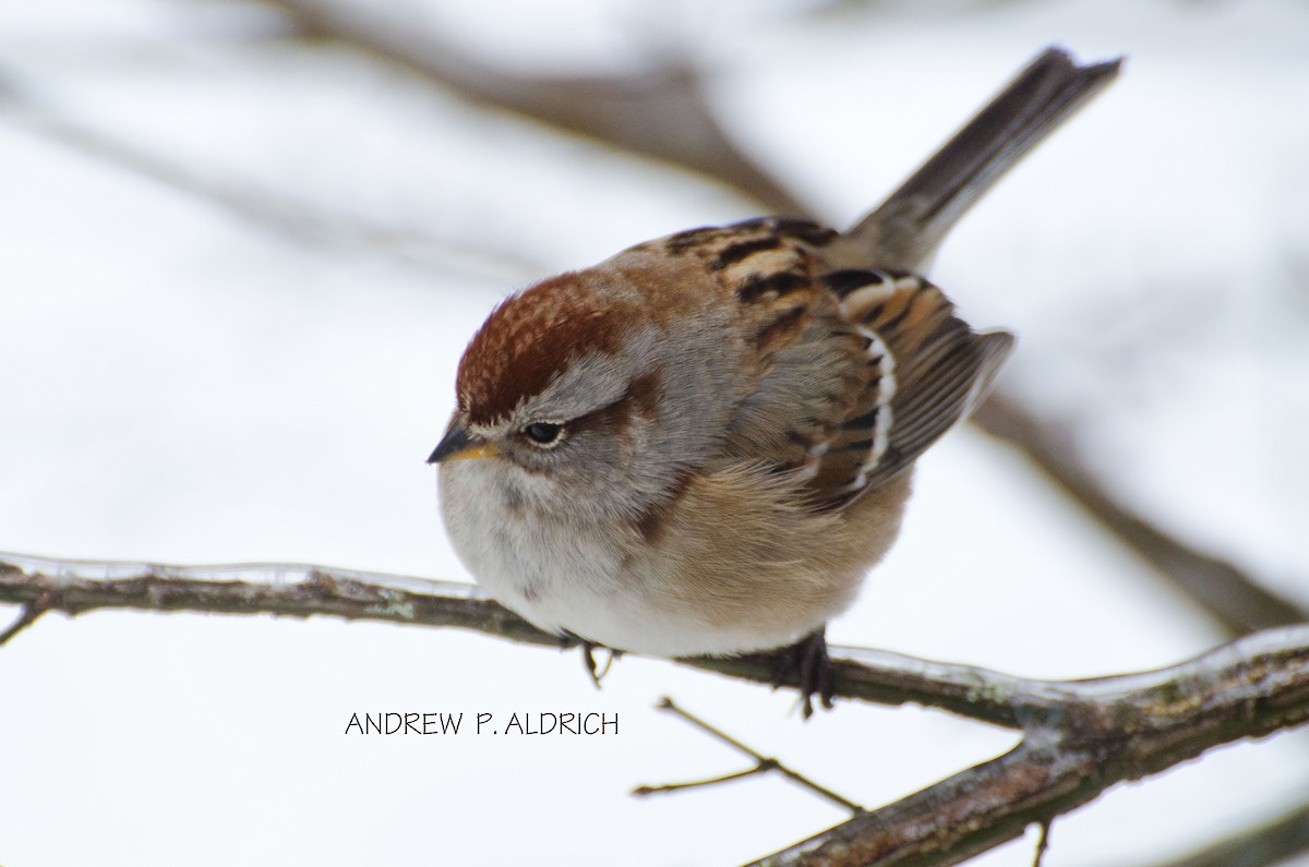 American Tree Sparrow - ML21401901