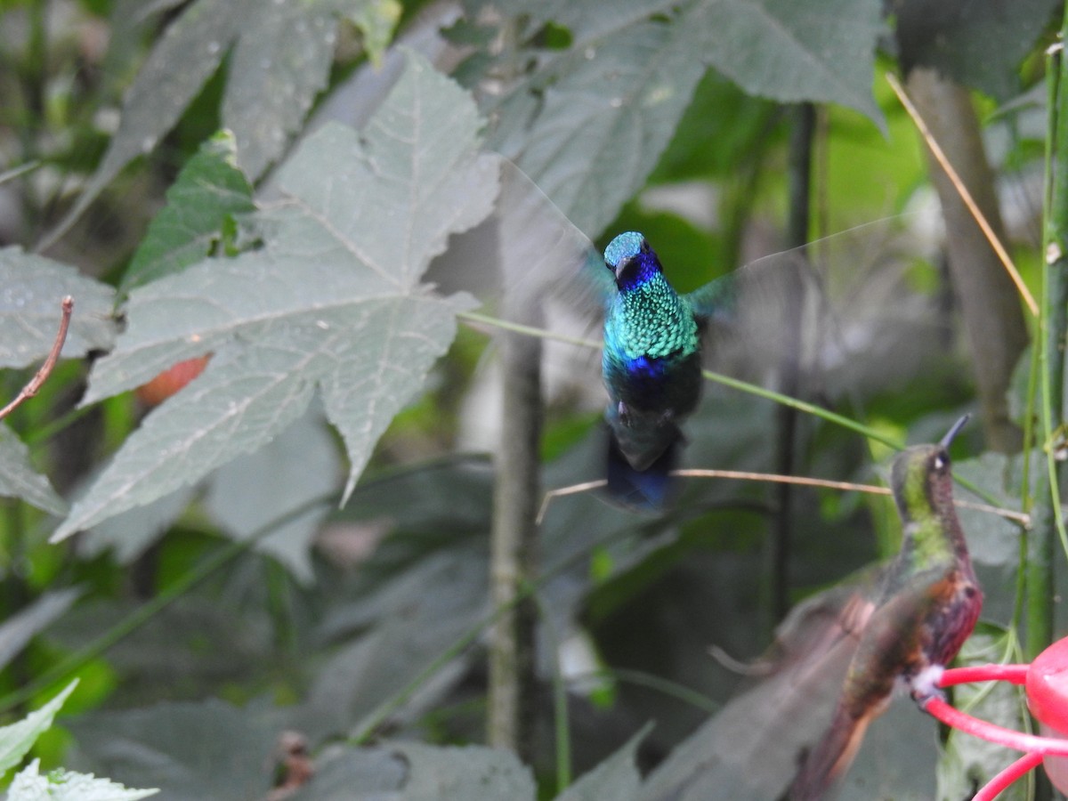 kolibřík modrolící - ML214019041