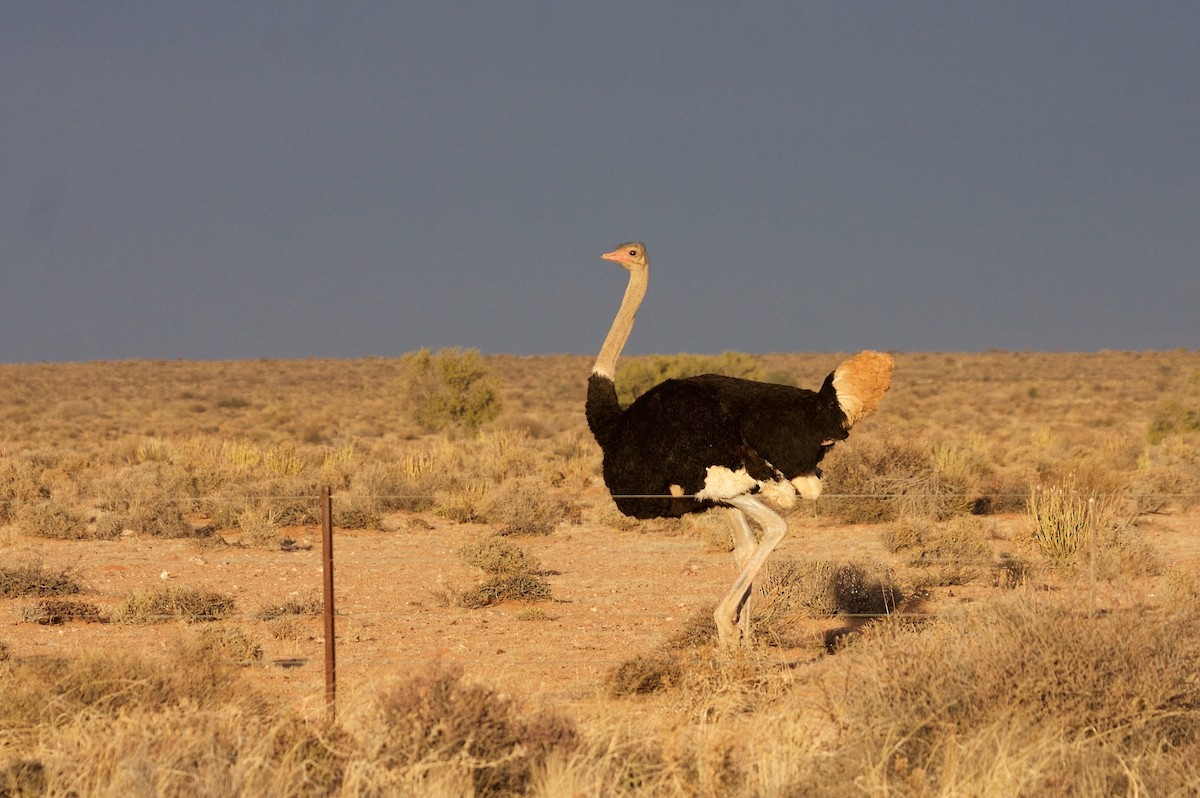 Common Ostrich - ML21401961