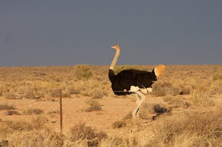 Common Ostrich, ML21401961
