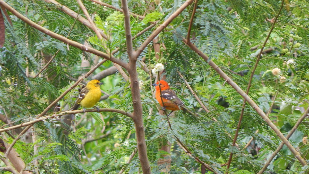 Flame-colored Tanager - ML214023851