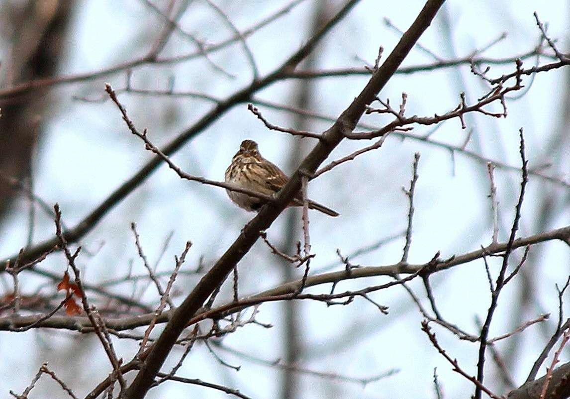 Vesper Sparrow - Steve Charbonneau