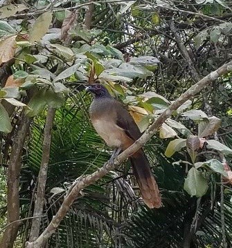 West Mexican Chachalaca - Jory Vincent