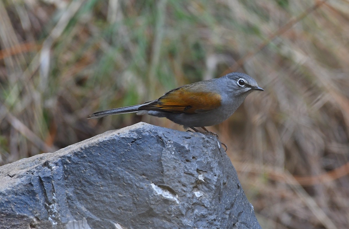 Brown-backed Solitaire - ML214032021