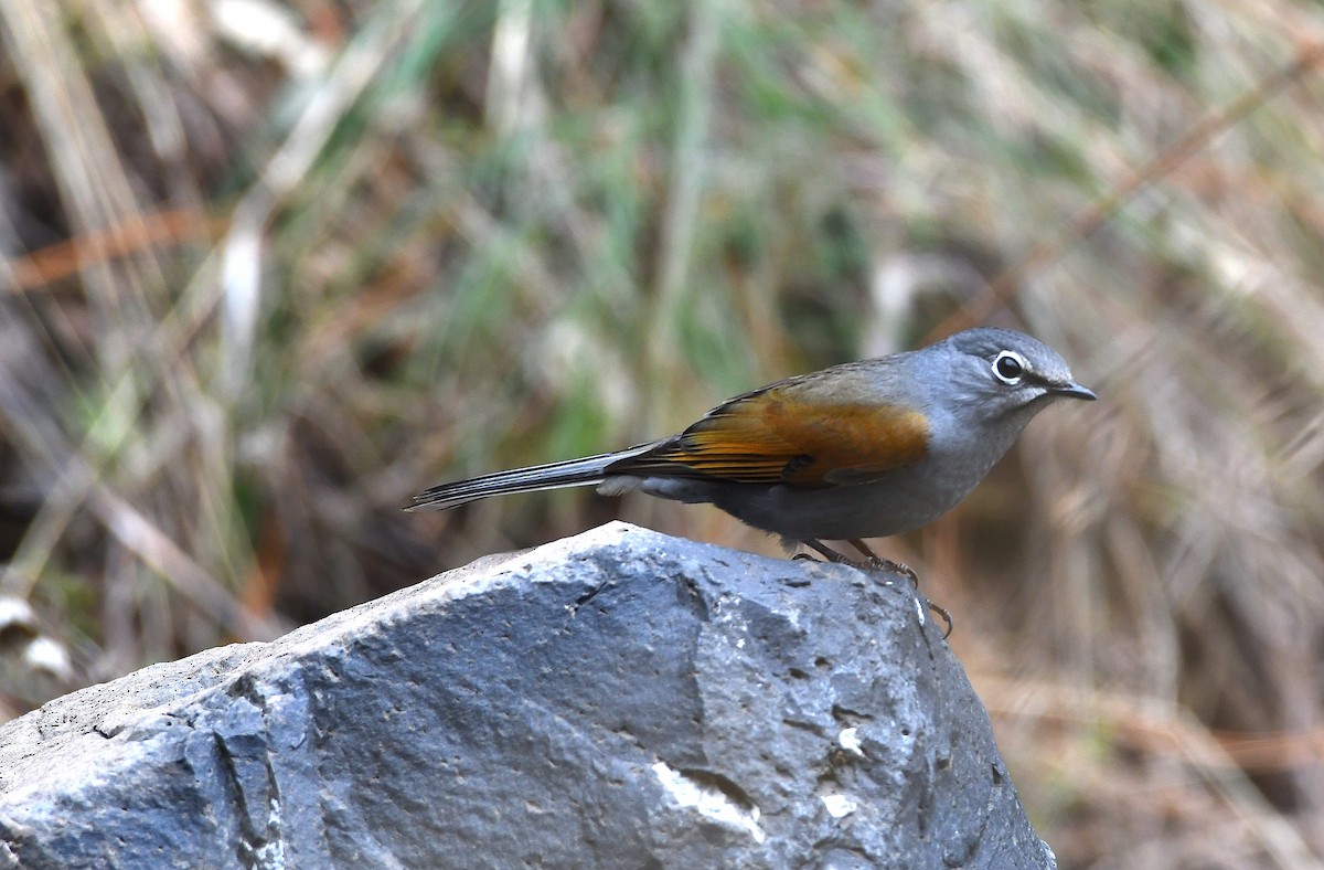 Brown-backed Solitaire - ML214032061
