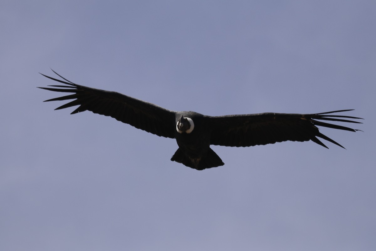 Andean Condor - ML214033811
