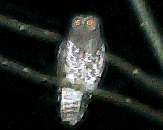 Akun Eagle-Owl - ML214038601