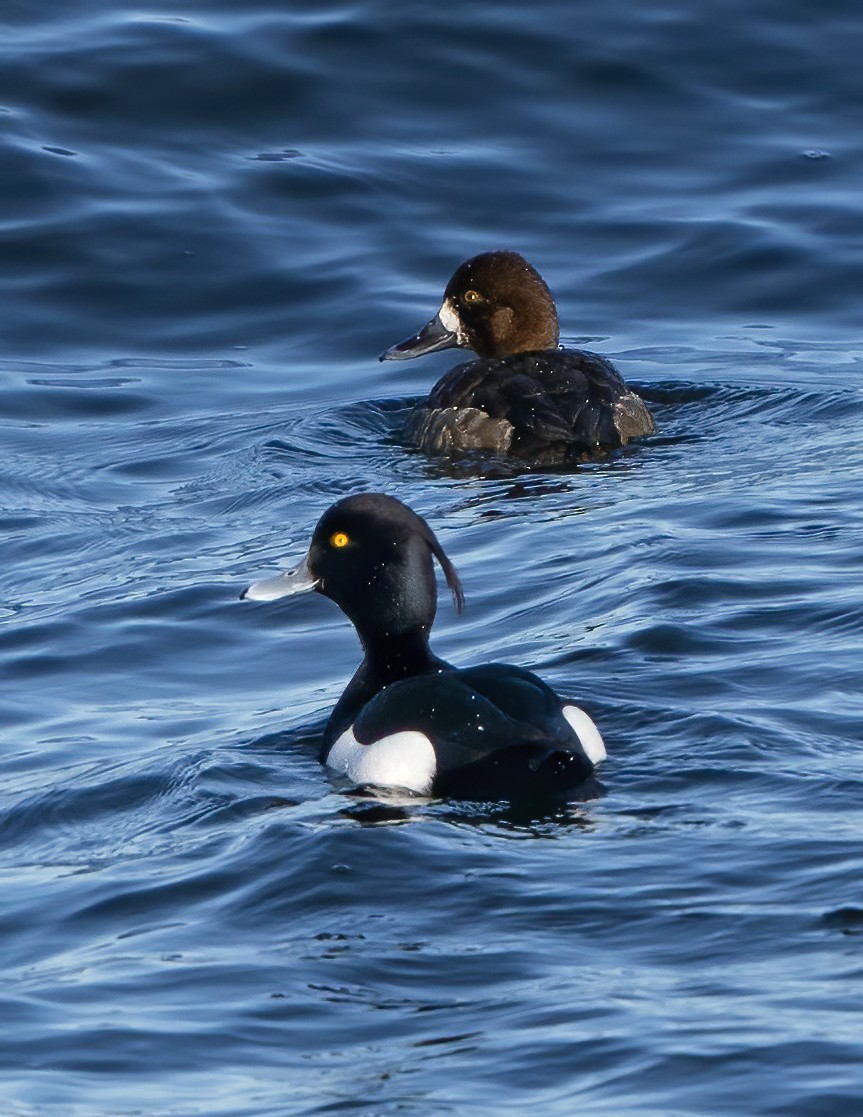 Tufted Duck - Larry Master