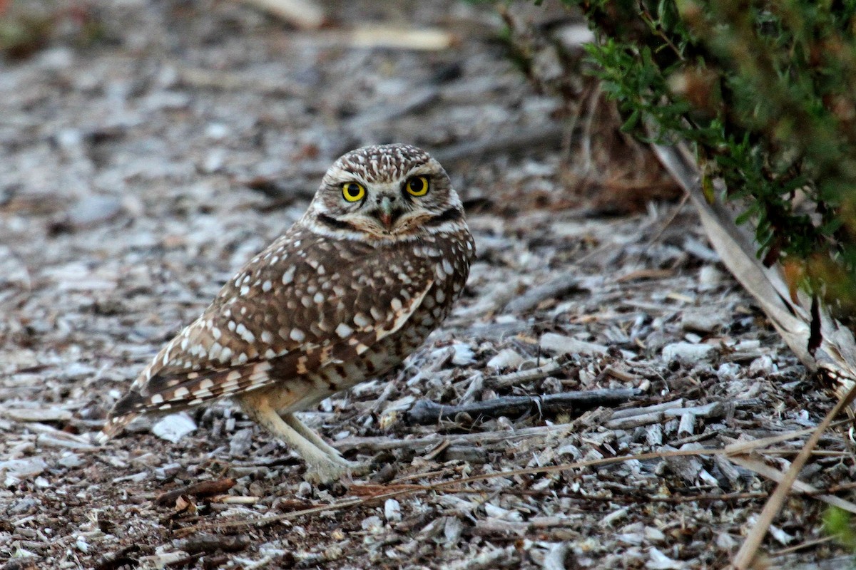 Burrowing Owl - Don Sterba