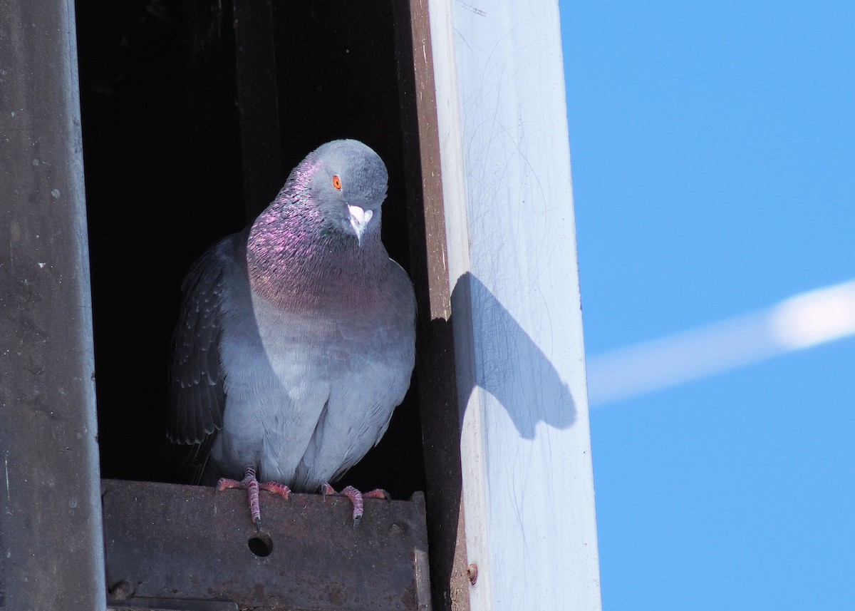 Rock Pigeon (Feral Pigeon) - ML214042441