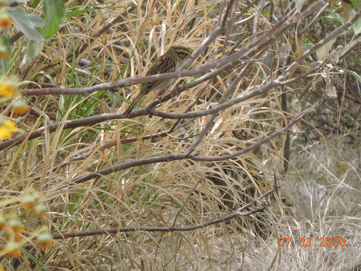 Clay-colored Sparrow - ML214045731