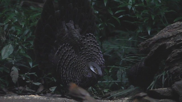Gray Peacock-Pheasant - ML214046651