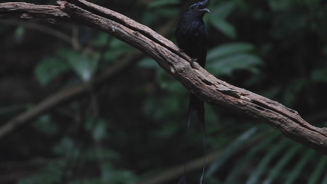 Greater Racket-tailed Drongo - ML214046891
