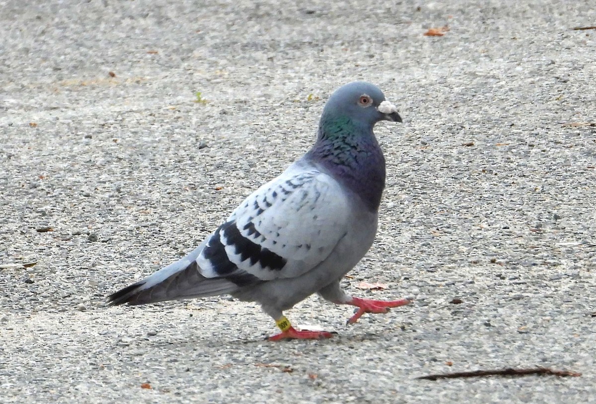 Rock Pigeon (Feral Pigeon) - ML214048101