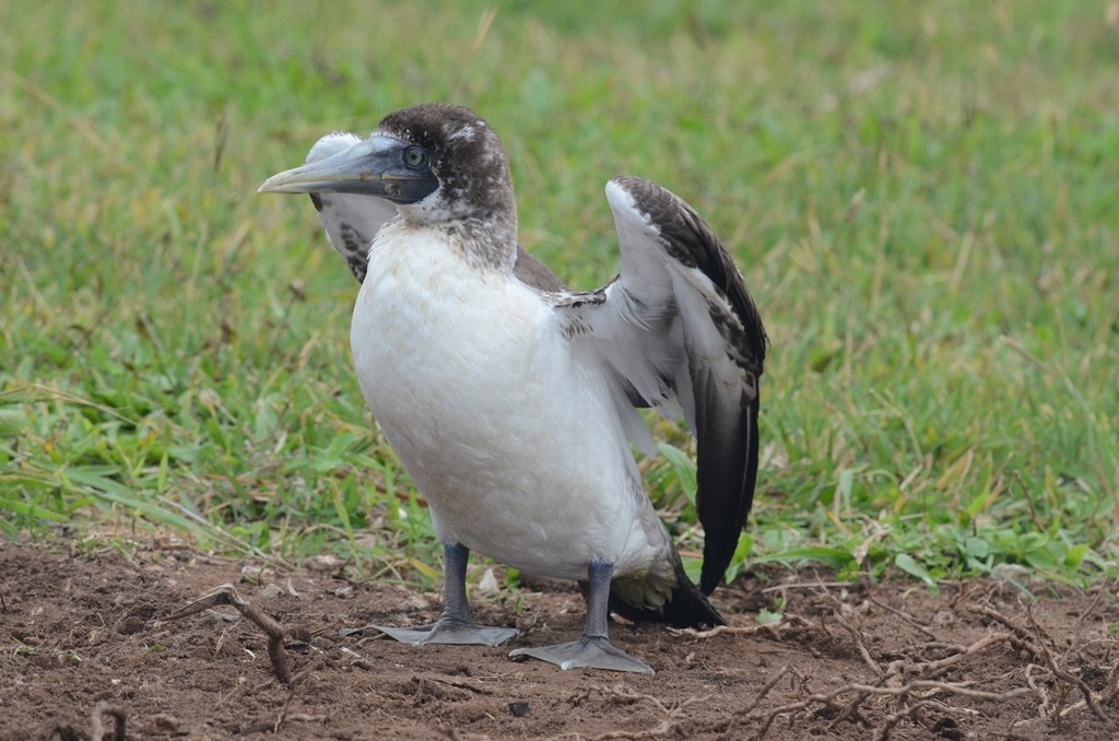 Masked Booby - ML21404851