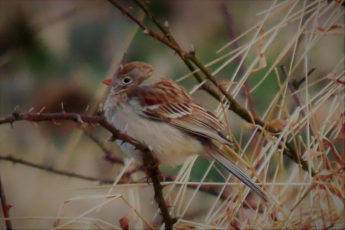 Field Sparrow - ML214054801