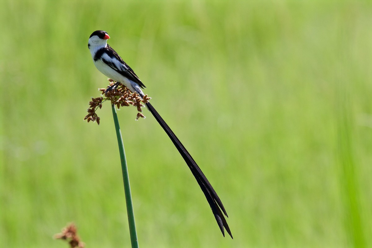 Pin-tailed Whydah - ML21405621