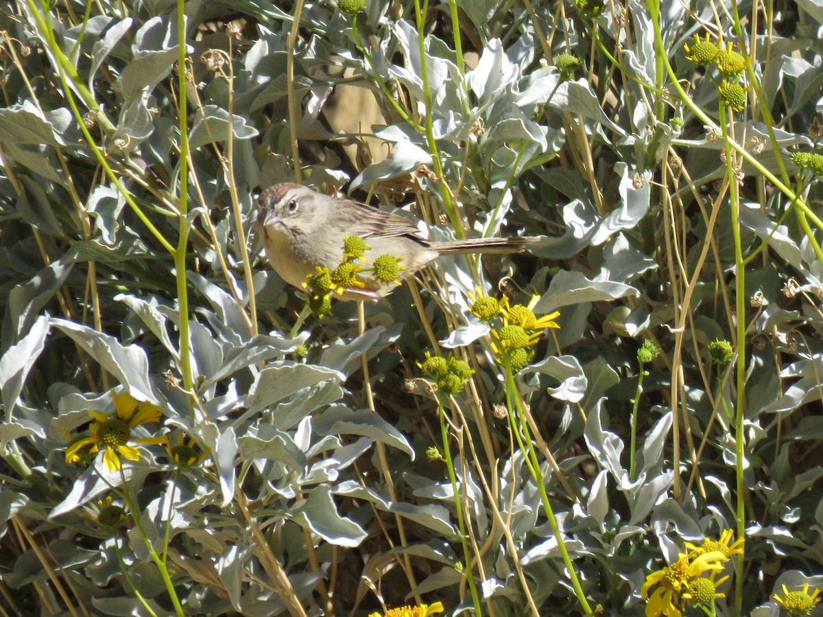 Rufous-crowned Sparrow - Jeff Mander