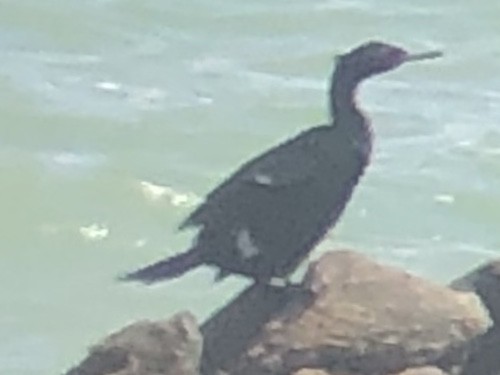 Pelagic Cormorant - logan kahle