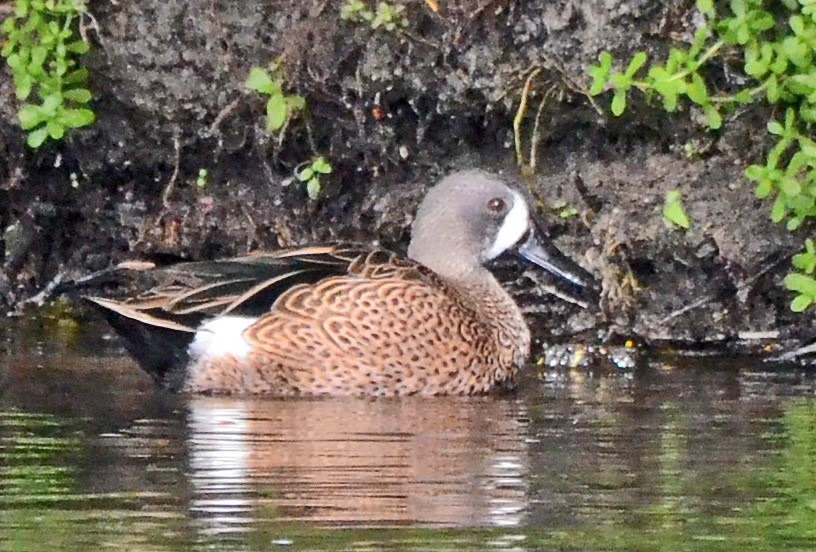 Blue-winged Teal - ML21406001