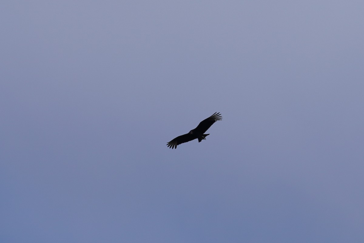 Black Vulture - ML214061201