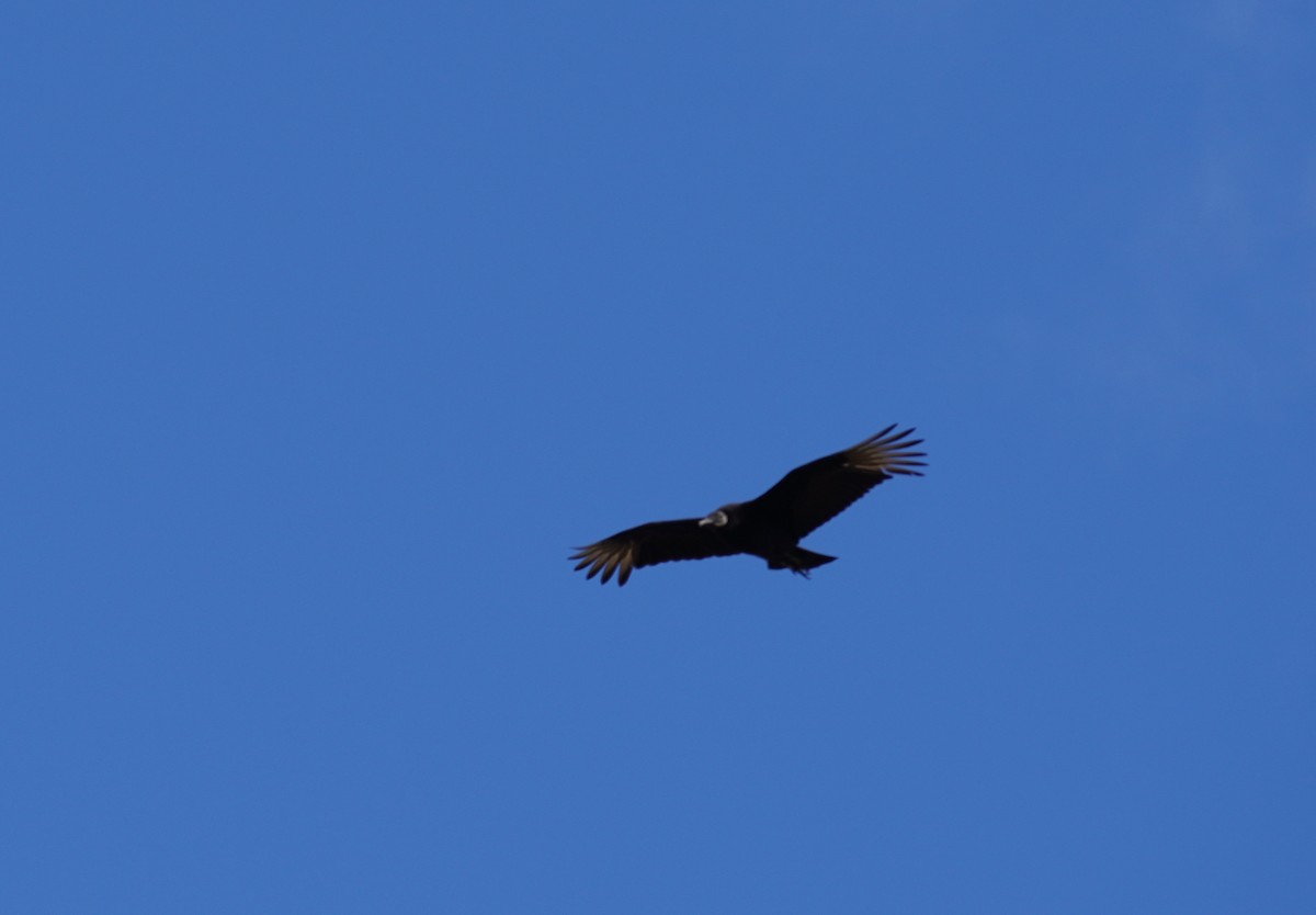 Black Vulture - ML214061271