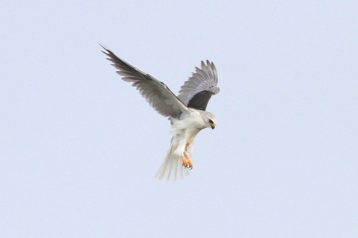 White-tailed Kite - ML214062121