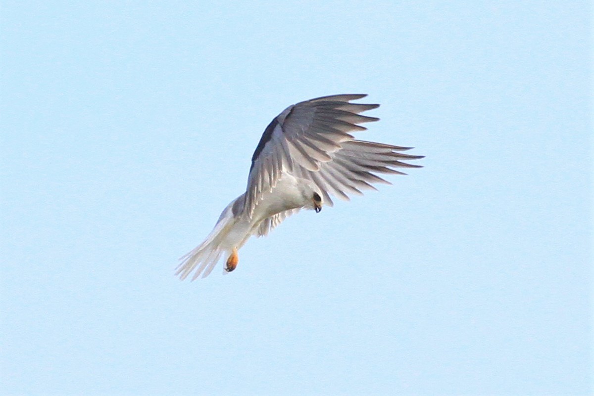 White-tailed Kite - ML214062151