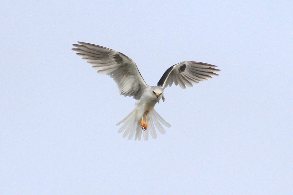 White-tailed Kite - ML214062171