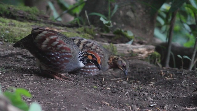 Rufous-throated Partridge - ML214063541