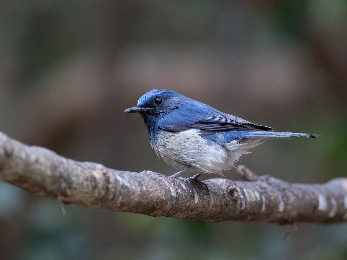 Hainan Blue Flycatcher - matthew sabatine