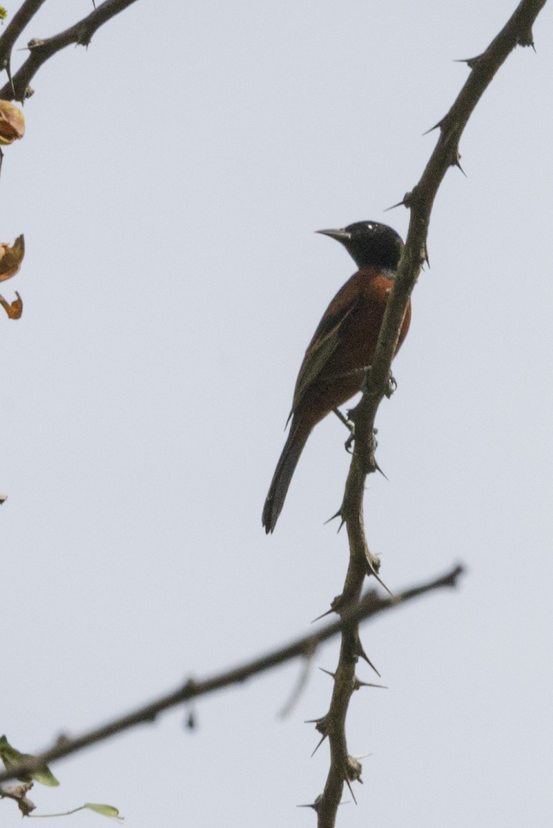 Orchard Oriole - ML214064041