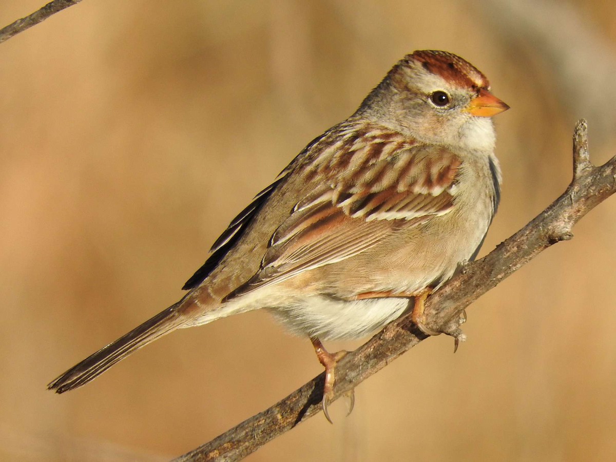White-crowned Sparrow (Gambel's) - Paul Suchanek