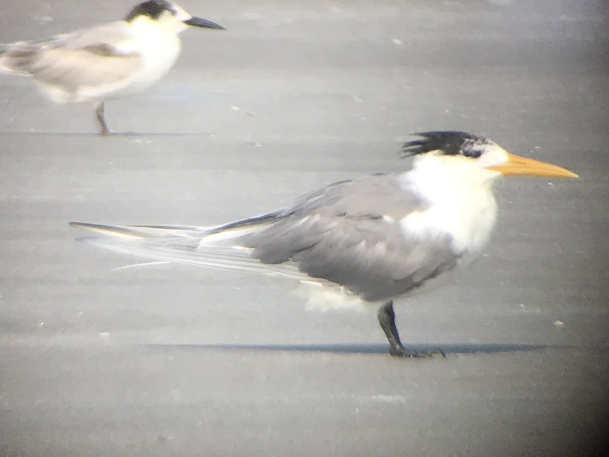Great Crested Tern - ML214066851