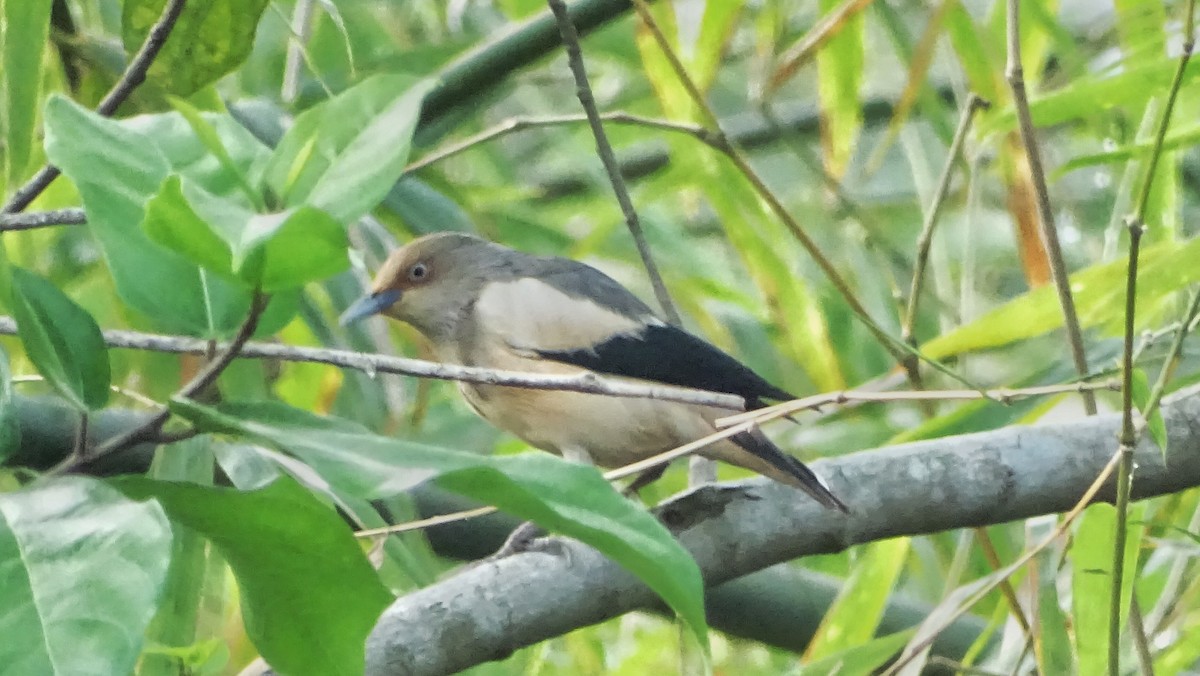 White-shouldered Starling - ML214072511
