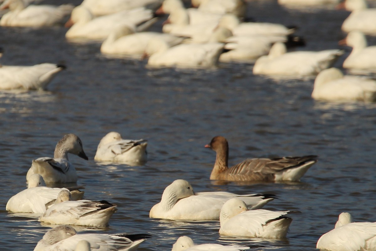 Pink-footed Goose - ML214072851