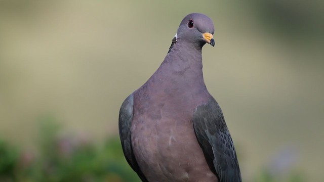 Band-tailed Pigeon - ML214075351