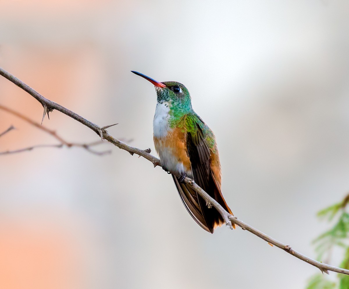 Amazilia Hummingbird - ML214078111
