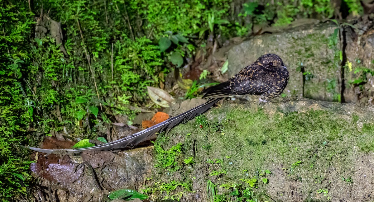 Swallow-tailed Nightjar - Vayun Tiwari