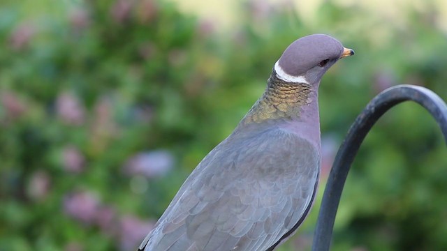Pigeon à queue barrée - ML214080601
