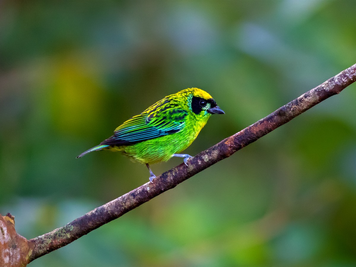 Green-and-gold Tanager - ML214082201