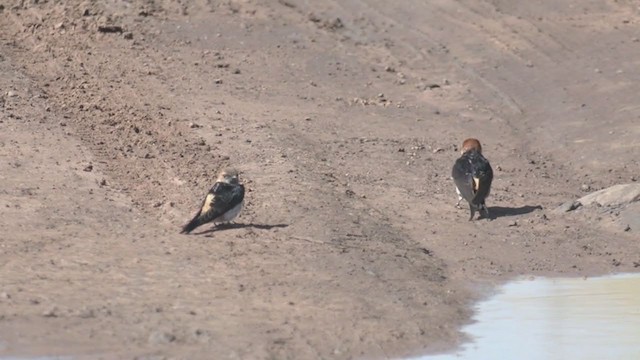 Greater Striped Swallow - ML214083041