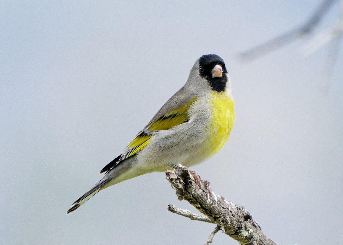 Lawrence's Goldfinch - ML214084721