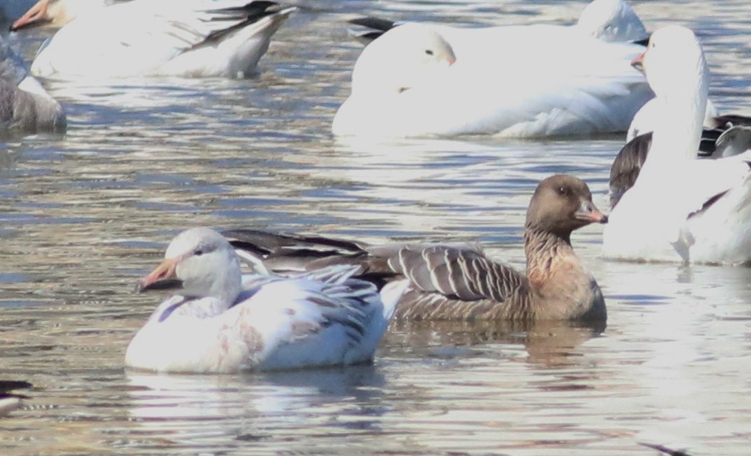 Pink-footed Goose - ML214086971