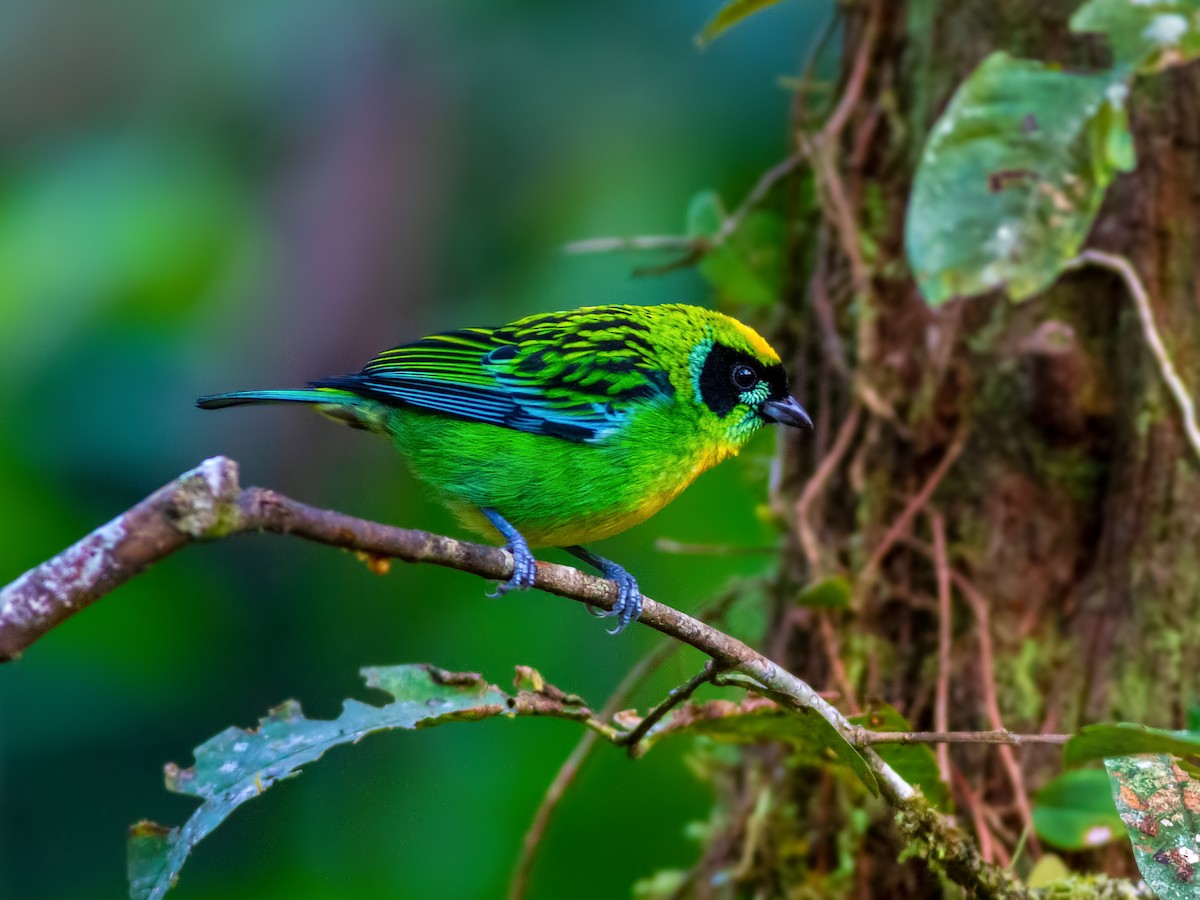 Green-and-gold Tanager - ML214088361