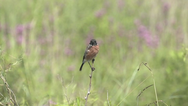 African Stonechat - ML214088731