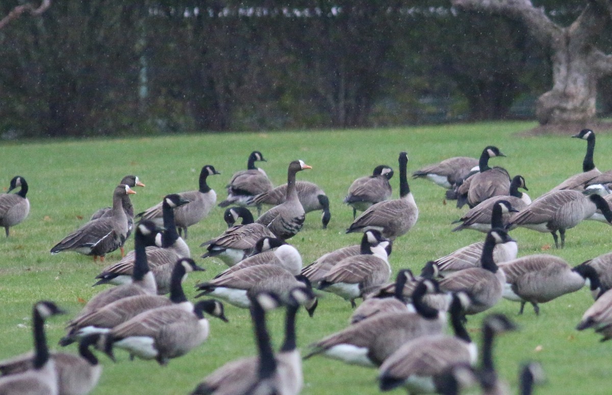 Greater White-fronted Goose - ML21409131